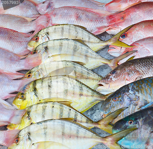 Image of fresh fish