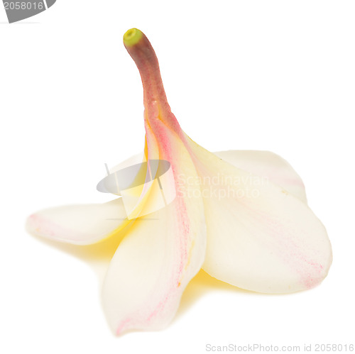 Image of frangipani