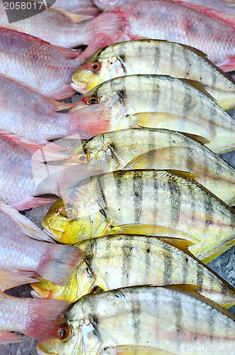 Image of fresh fish