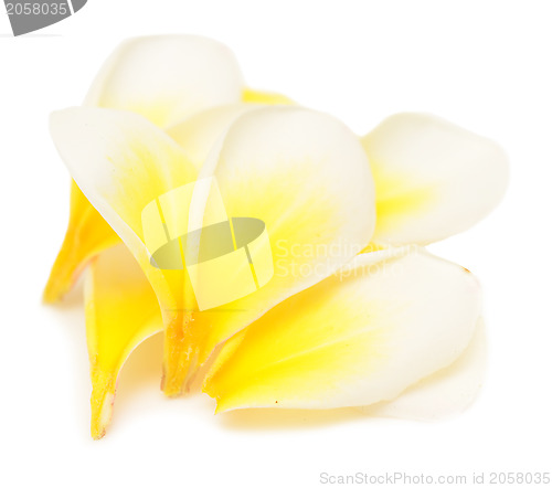 Image of plumeria