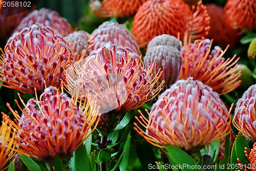 Image of common pincushion protea