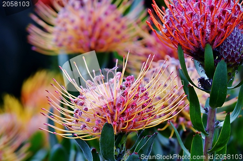 Image of common pincushion protea