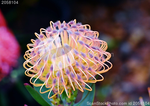 Image of common pincushion protea