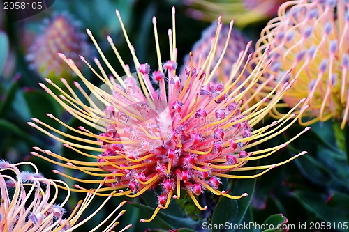 Image of common pincushion protea