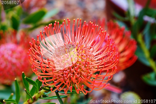 Image of common pincushion protea