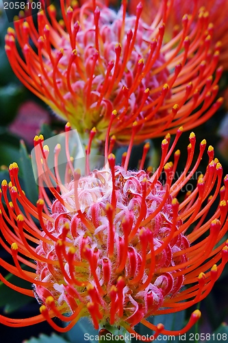 Image of common pincushion protea