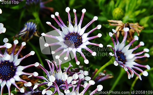 Image of white  spider Osteospermum