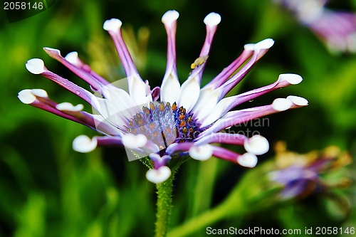 Image of white  spider Osteospermum