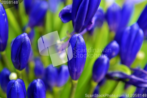 Image of Agapanthus campanulatus