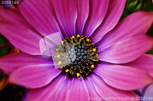 Image of African Daisy