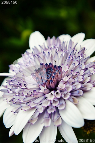 Image of African Daisy