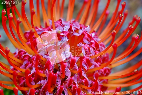 Image of common pincushion protea