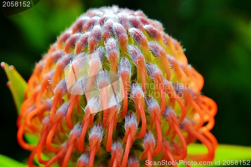 Image of common pincushion protea