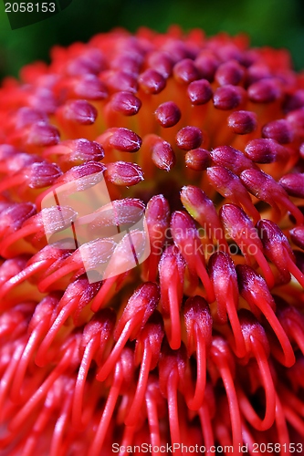 Image of common pincushion protea