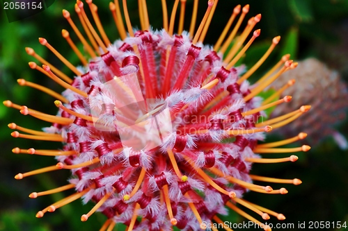 Image of common pincushion protea