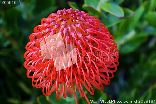 Image of common pincushion protea