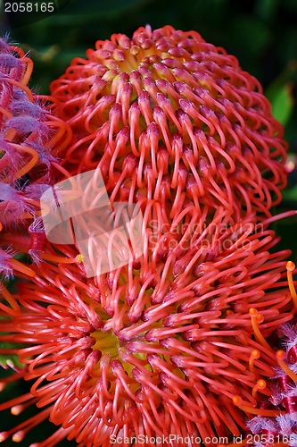 Image of common pincushion protea