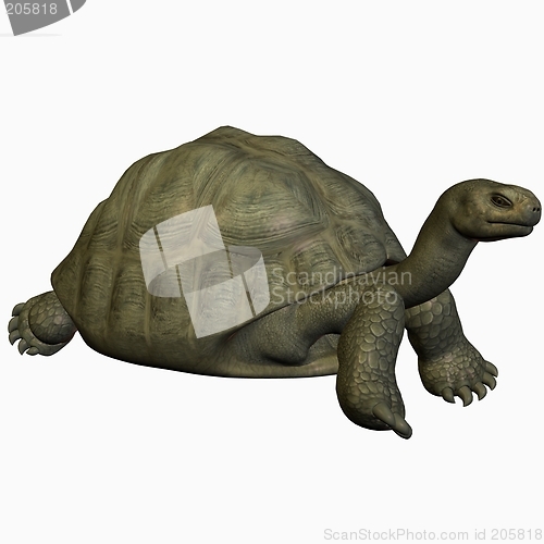 Image of Galapagos Tortoise-Crouch