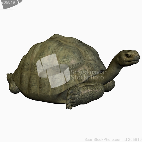Image of Galapagos Tortoise-Lay Down