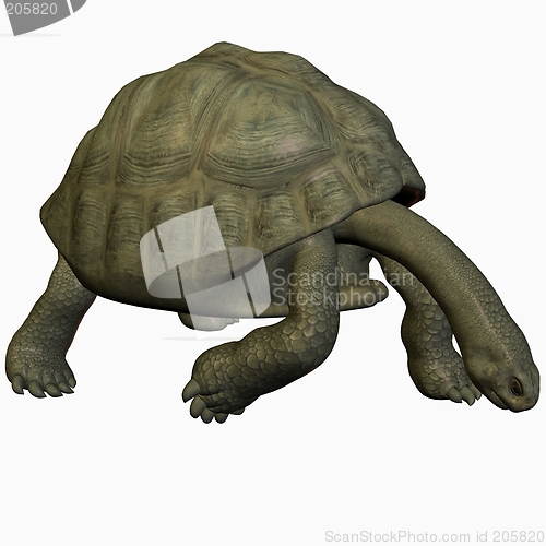 Image of Galapagos Tortoise-Look Down