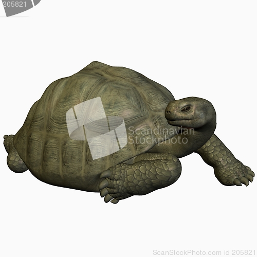 Image of Galapagos Tortoise-Looking Back