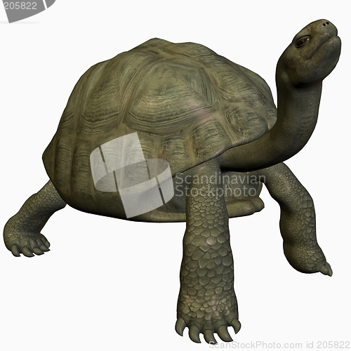 Image of Galapagos Tortoise-Look Up