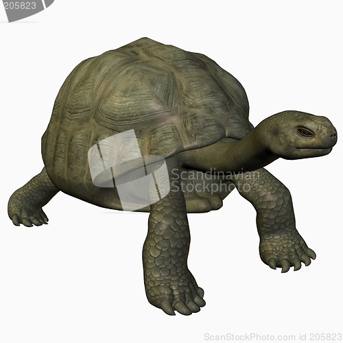 Image of Galapagos Tortoise-Stand