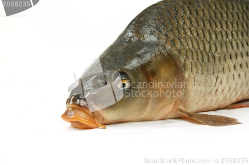 Image of Carp is traditional Czech christmas food. Carp has tasty dietary meat.