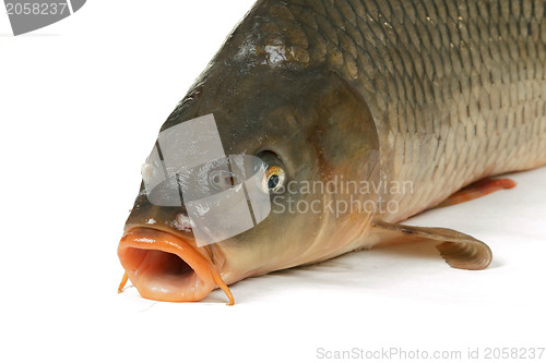 Image of Carp is traditional Czech christmas food. Carp has tasty dietary meat.