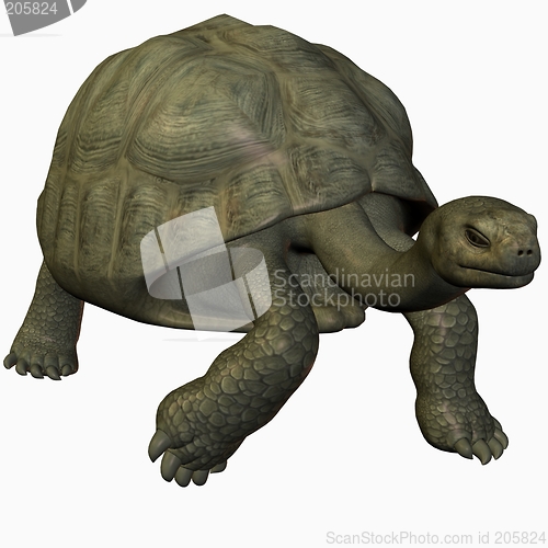 Image of Galapagos Tortoise-Wark