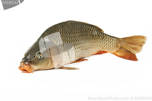 Image of Carp is traditional Czech christmas food. Carp has tasty dietary meat.
