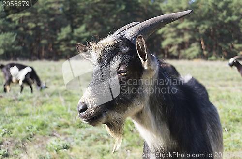 Image of He-goat