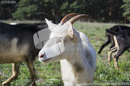 Image of Nanny-goat