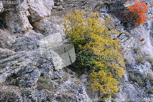 Image of Plants in the Balkan Mountains