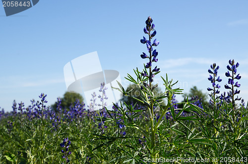 Image of Salvia field