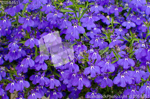 Image of Lobelia