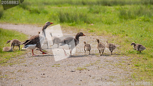 Image of greylag and goslings