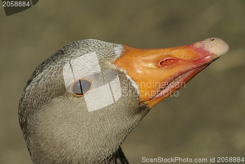 Image of greylag close up