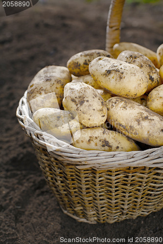 Image of Potatoes