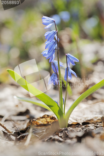 Image of Siberian Squill