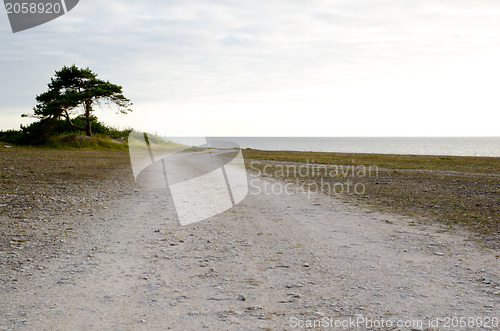 Image of Solitary pine tree