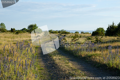 Image of Road with blue flowers