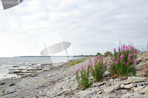 Image of Pink flower