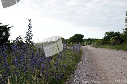 Image of Road side flowers