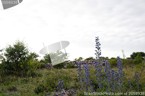 Image of Blue flowers