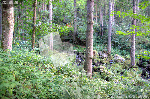 Image of Triberg waterfall