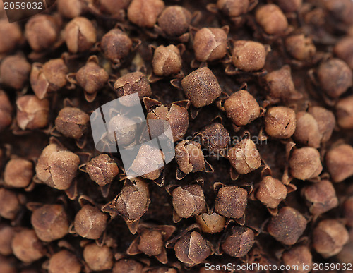 Image of Closeup of cloves stuck into an orange pomander