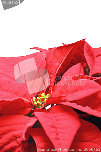 Image of detail of poinsettia flower