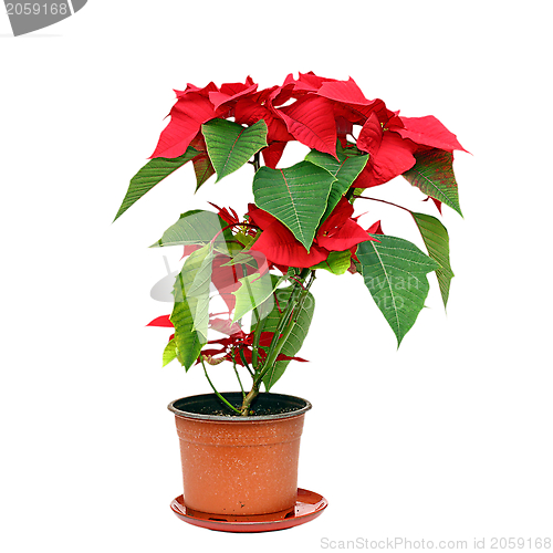 Image of poinsettia over white