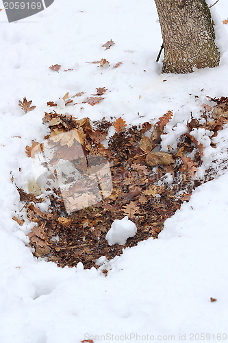 Image of roe deer bedding
